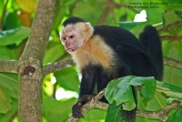 /album/natuur-aruba/white-faced-monkey-copy-jpg/